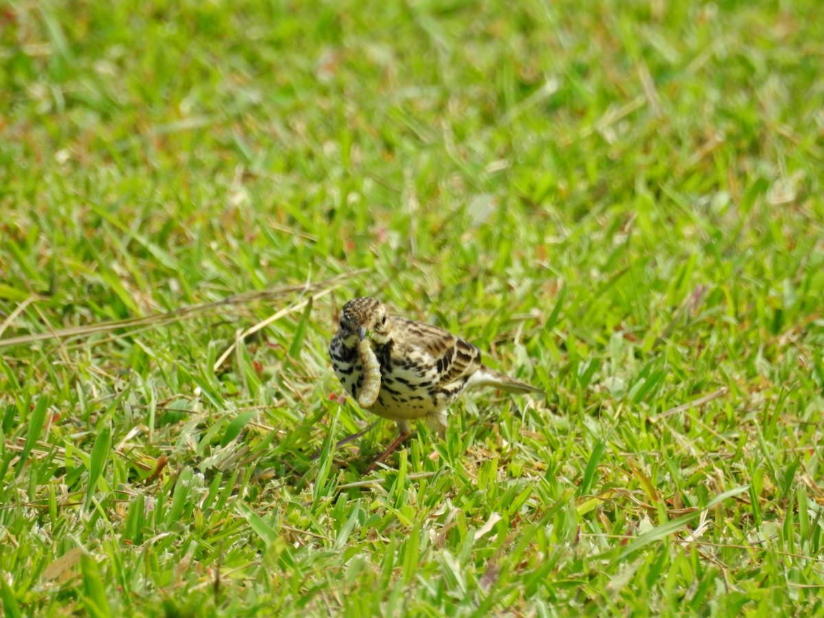 Краснозобый конёк - ML646827089