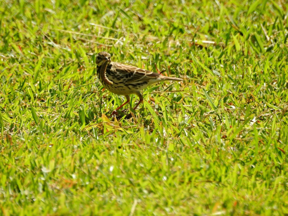 Краснозобый конёк - ML646827090