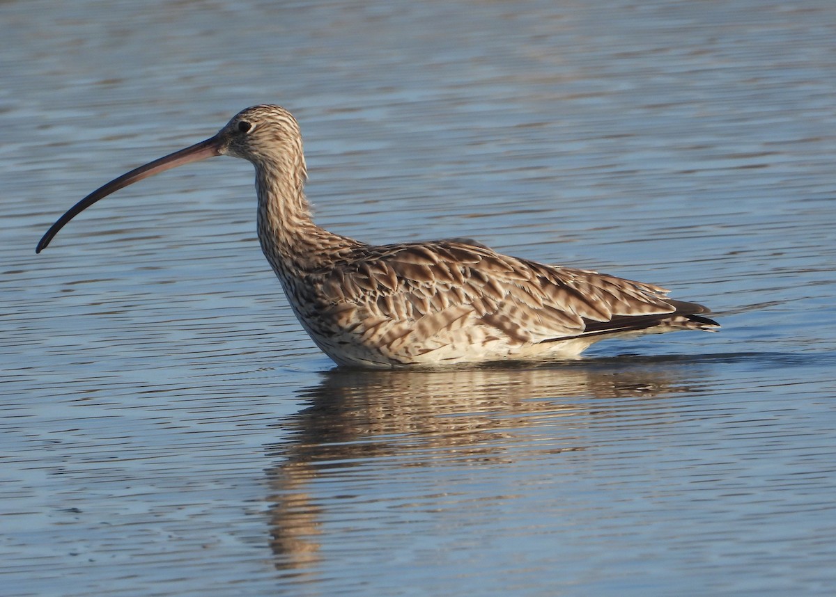 Дальневосточный кроншнеп - ML646827091
