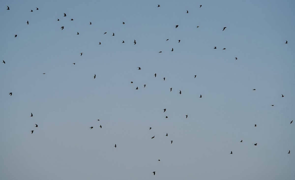 Collared Pratincole - ML646827092