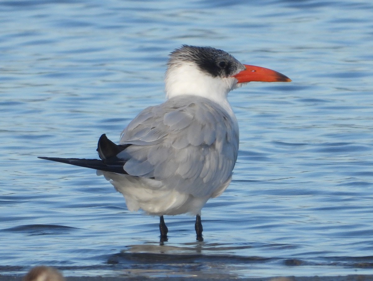 Чеграва - ML646827095