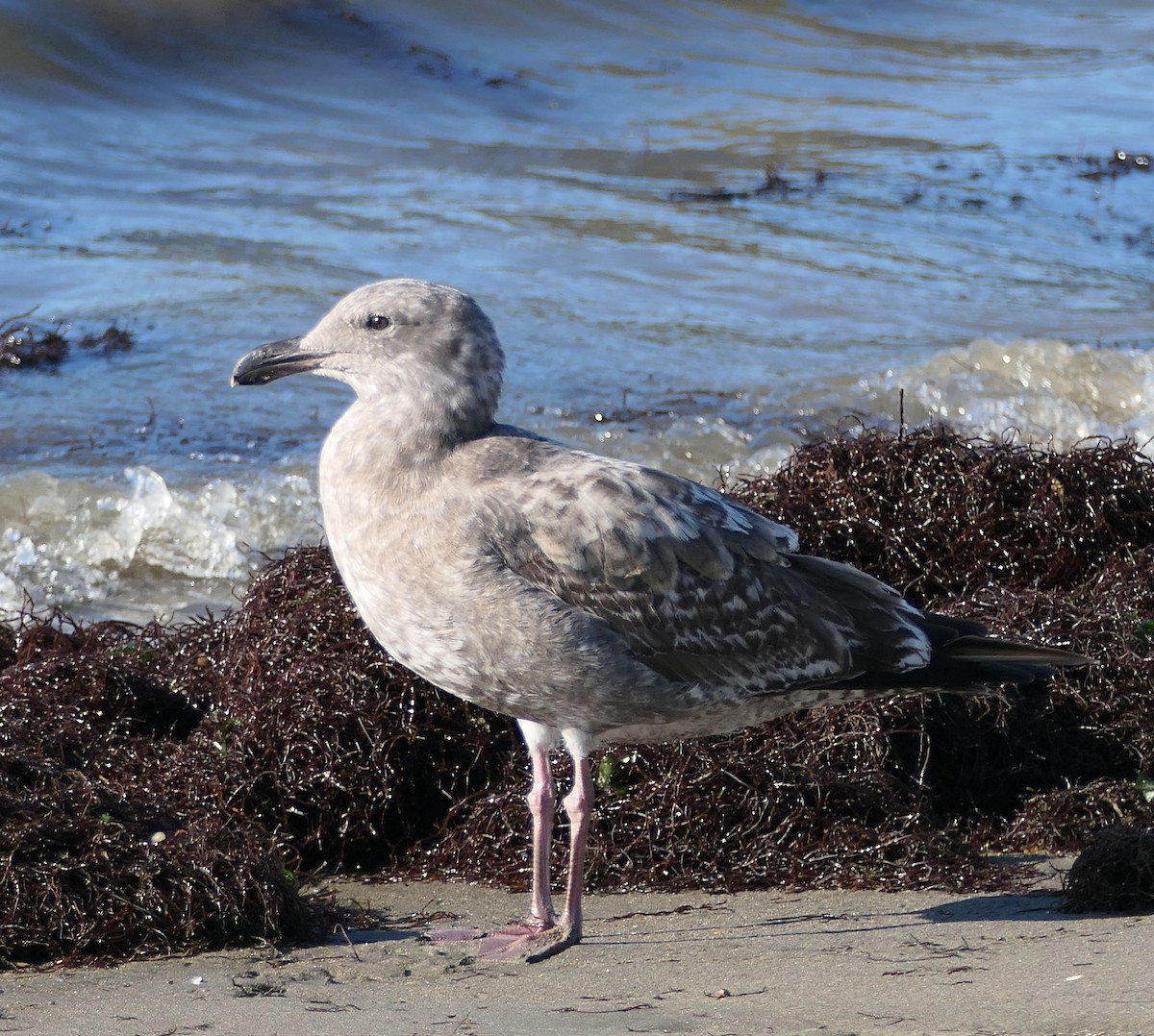 Мартин західний - ML646827096