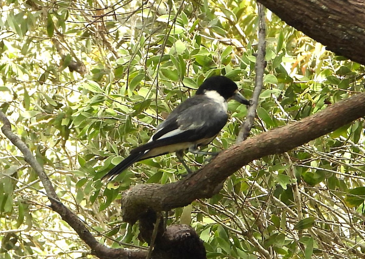 Сорочиця сіроспинна - ML646827097