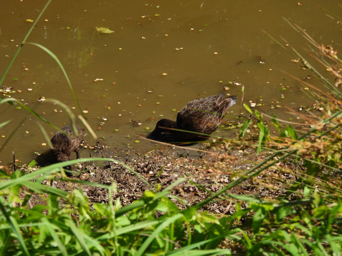 Brown Teal - ML646827098