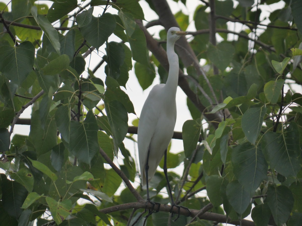 Great Egret - ML646827099