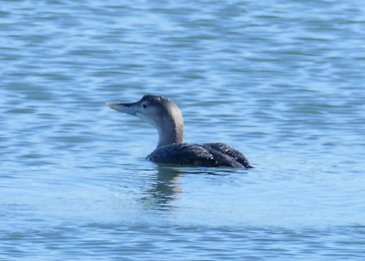 Гагара білодзьоба - ML646827100