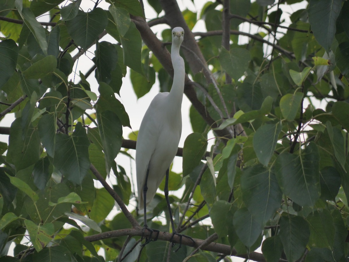 Great Egret - ML646827101