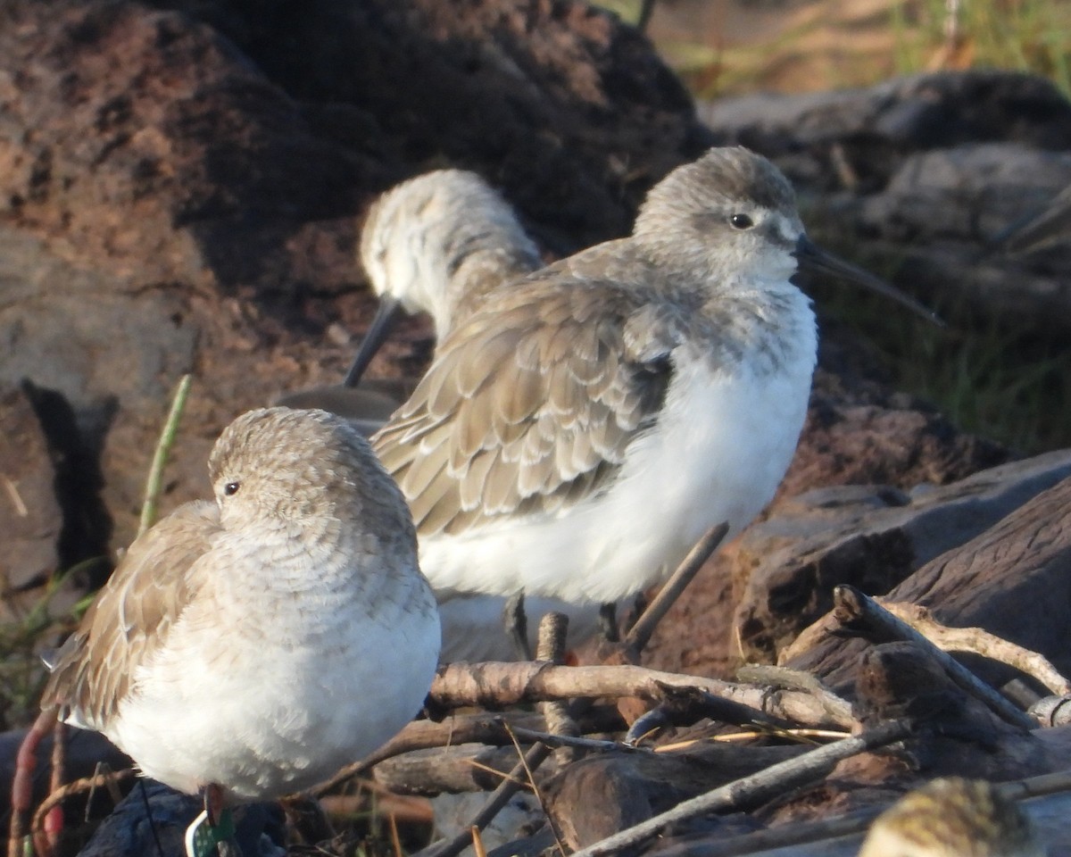 Краснозобик - ML646827102