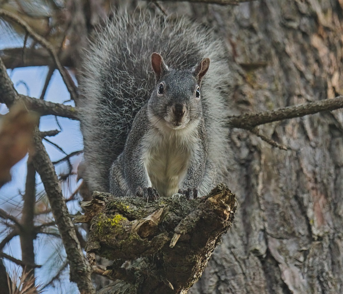 Ardilla gris - ML646827103