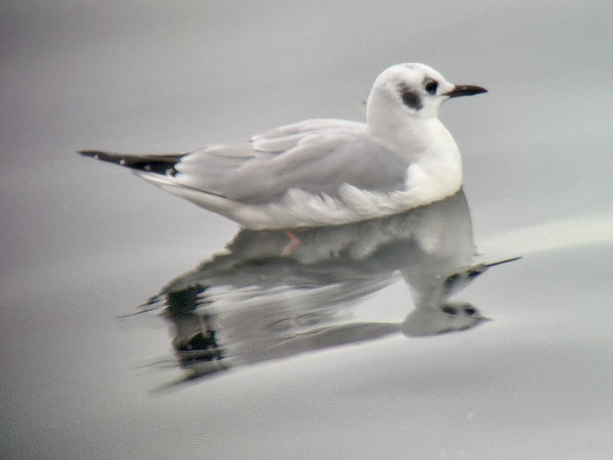 ボナパルトカモメ - ML646827104