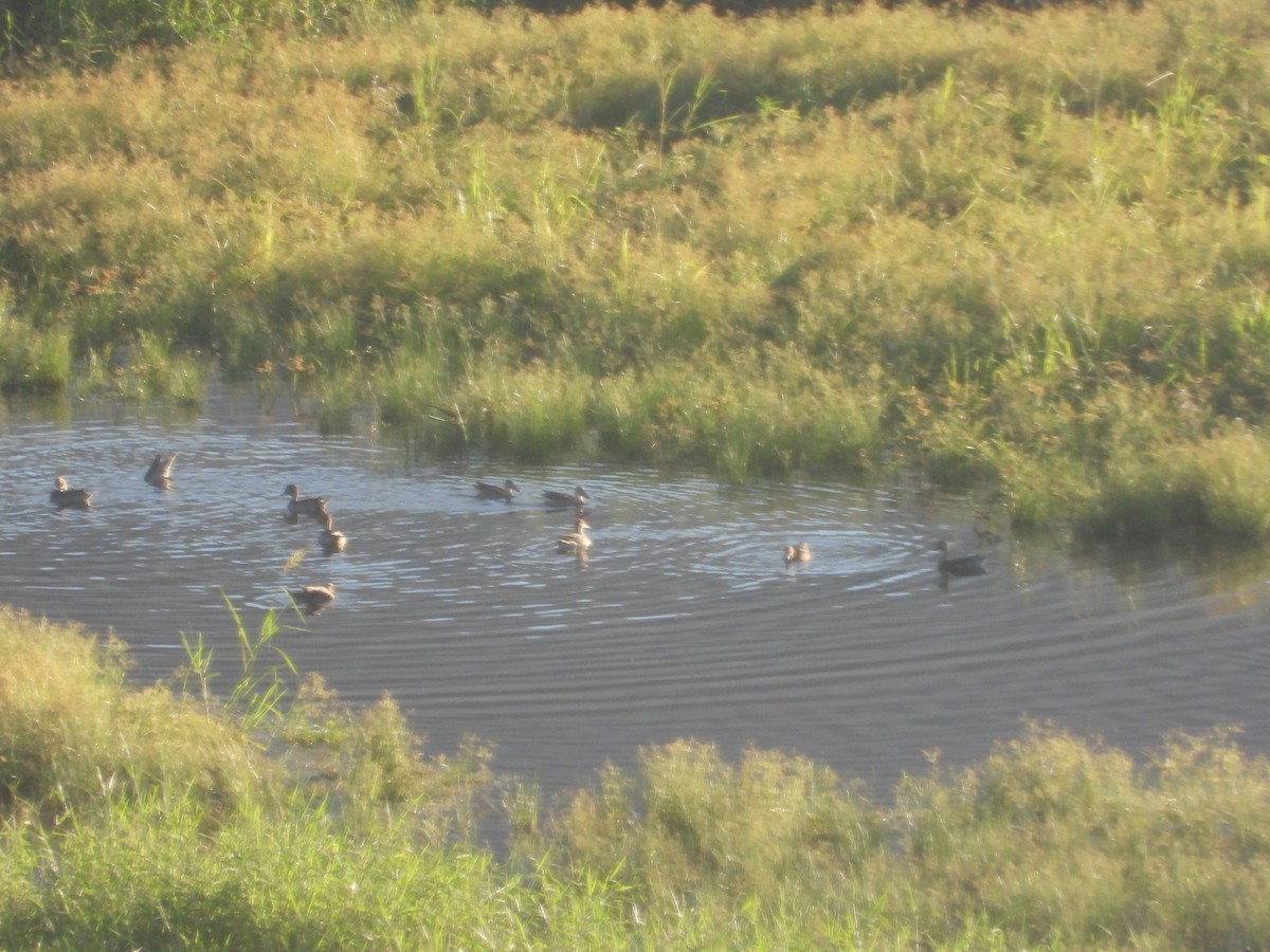 Mestolone - ML646827108