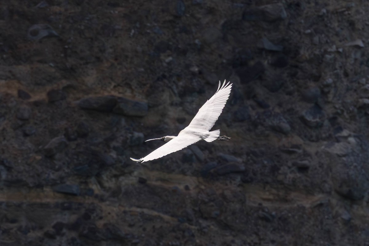 Royal Spoonbill - ML646827114