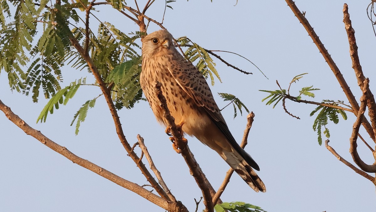 poštolka obecná - ML646827116