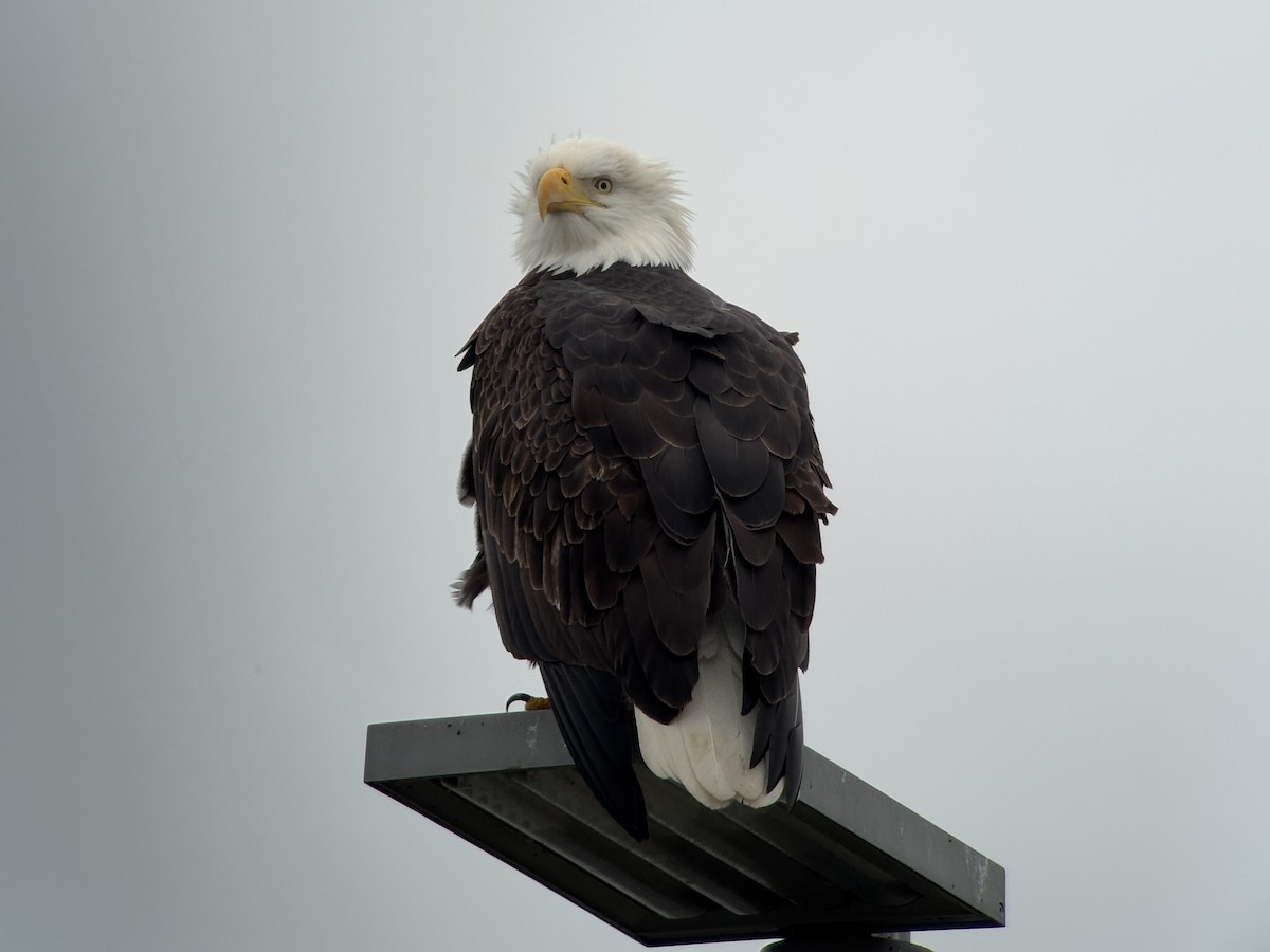 ハクトウワシ - ML646827117