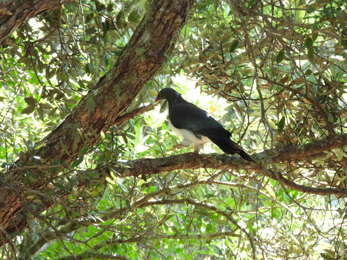 New Zealand Pigeon - ML646827118