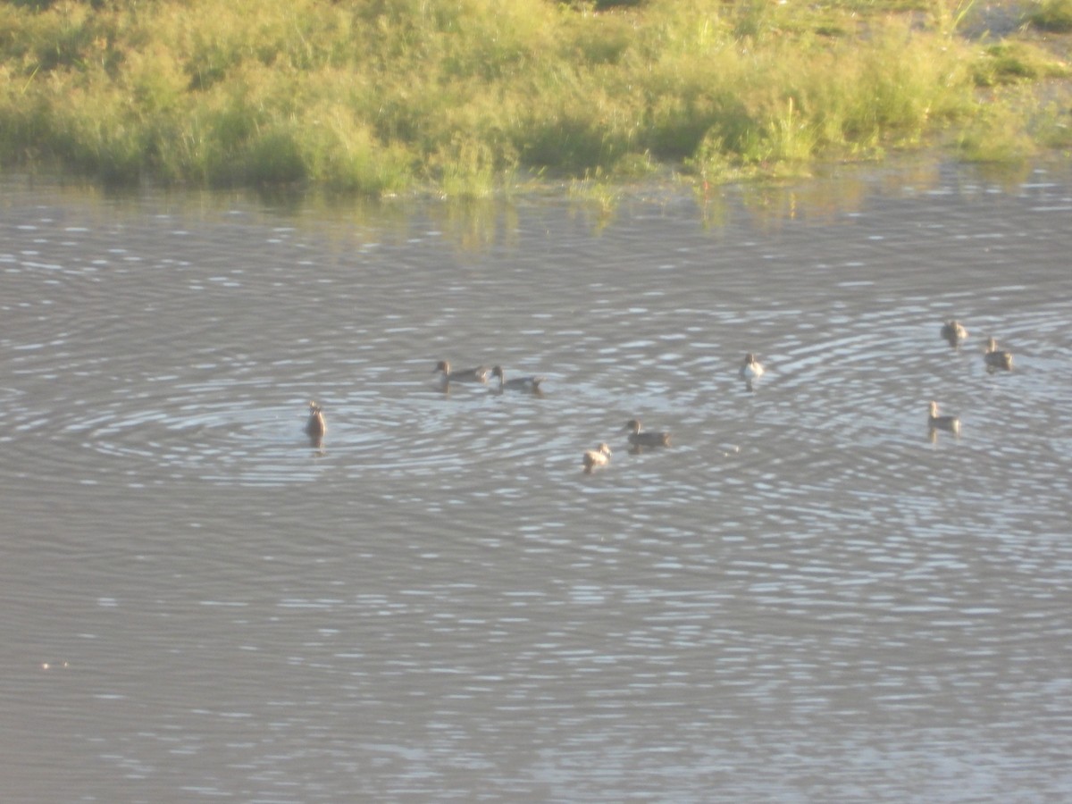 Codone - ML646827120