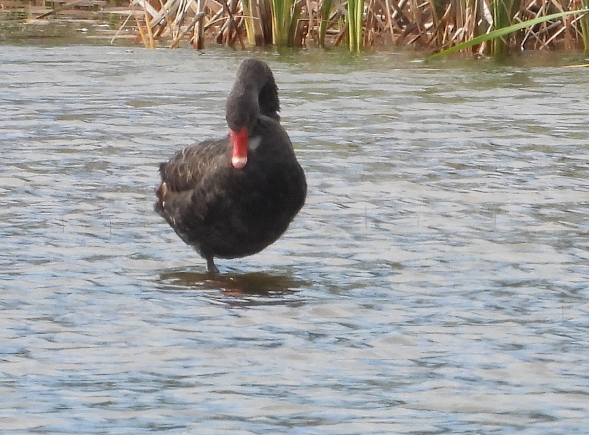 コクチョウ - ML646827121