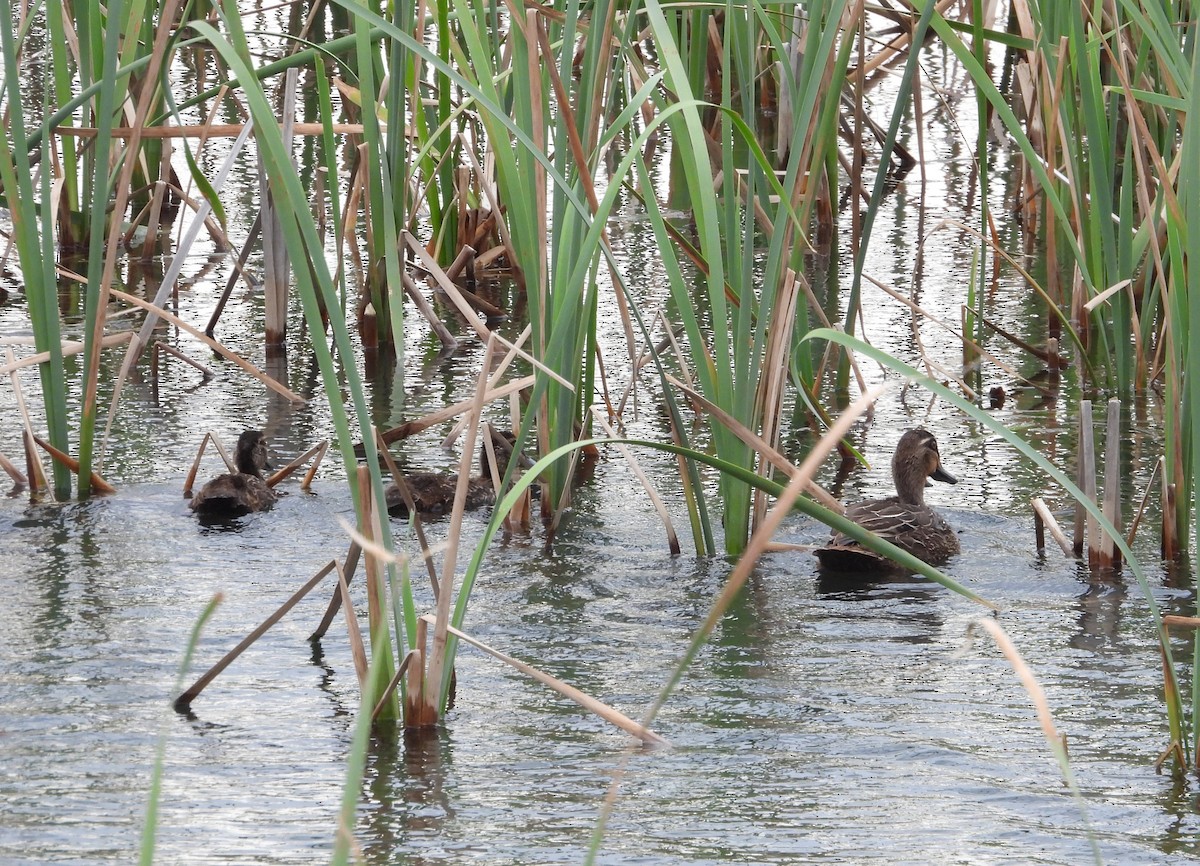 マミジロカルガモ - ML646827127