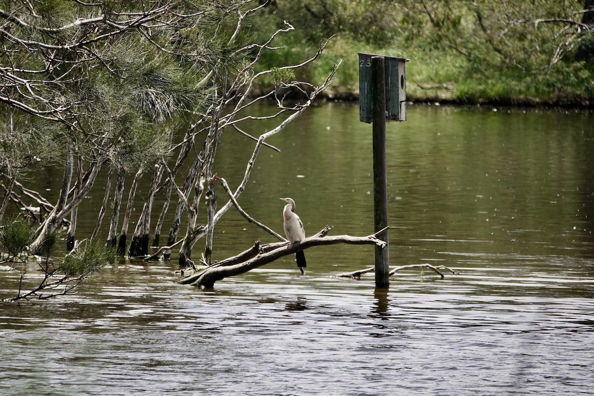 anhinga australská - ML646827128