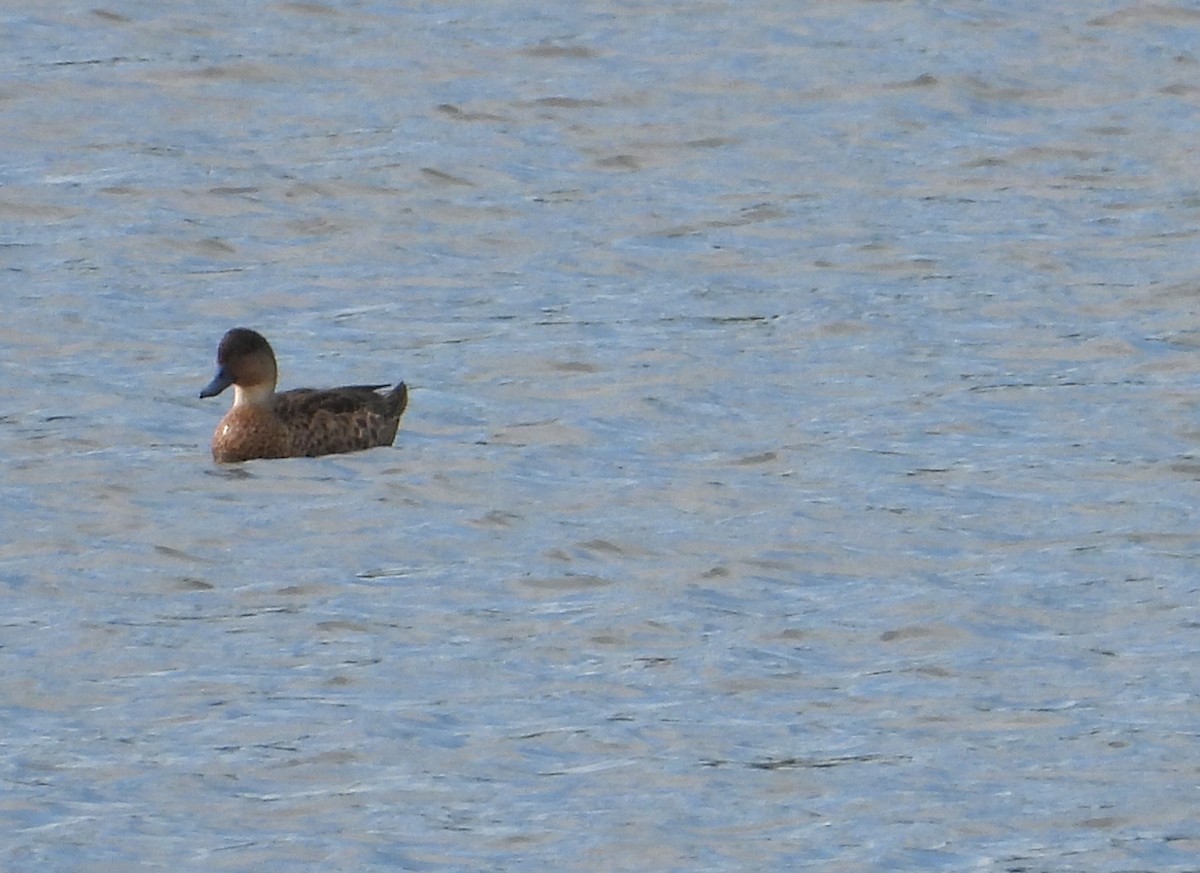 ハイイロコガモ - ML646827129