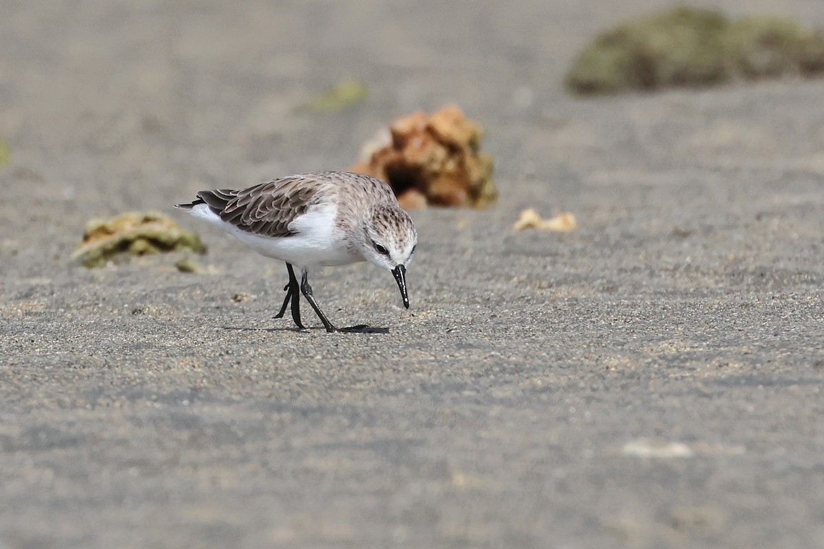 紅胸濱鷸 - ML646827130