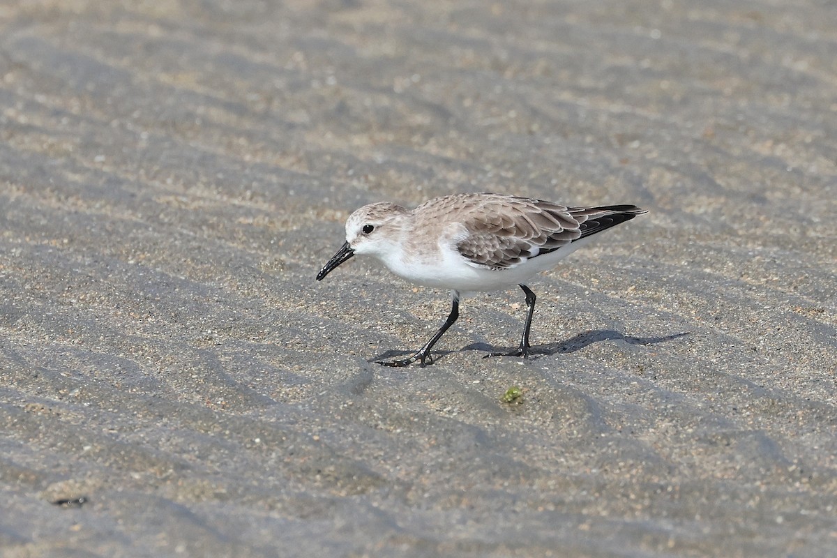 紅胸濱鷸 - ML646827131