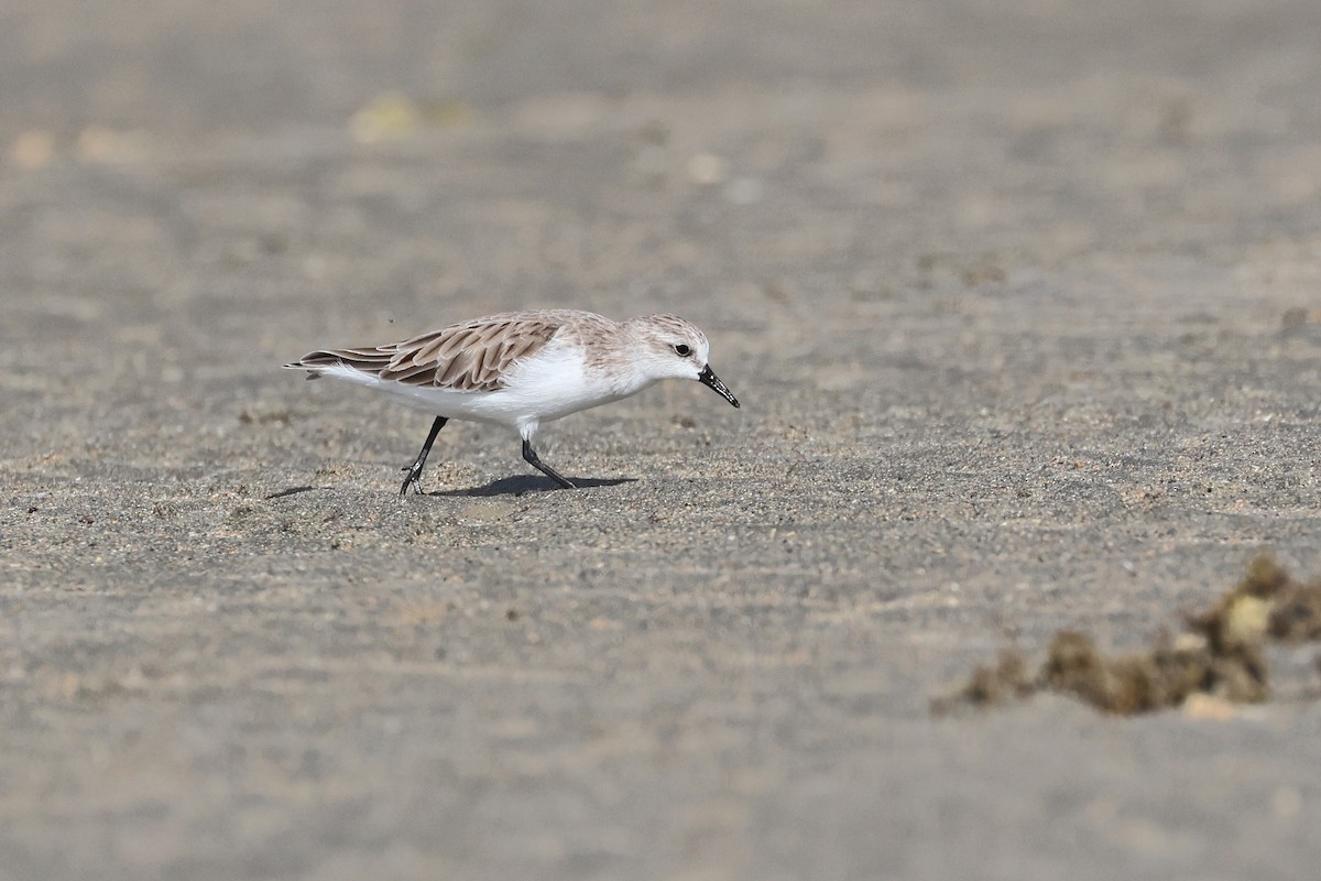 紅胸濱鷸 - ML646827132