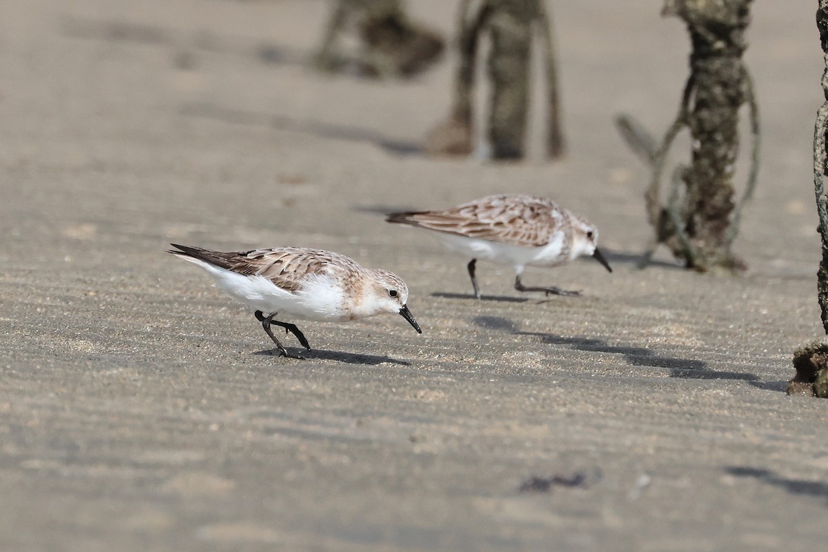 紅胸濱鷸 - ML646827133