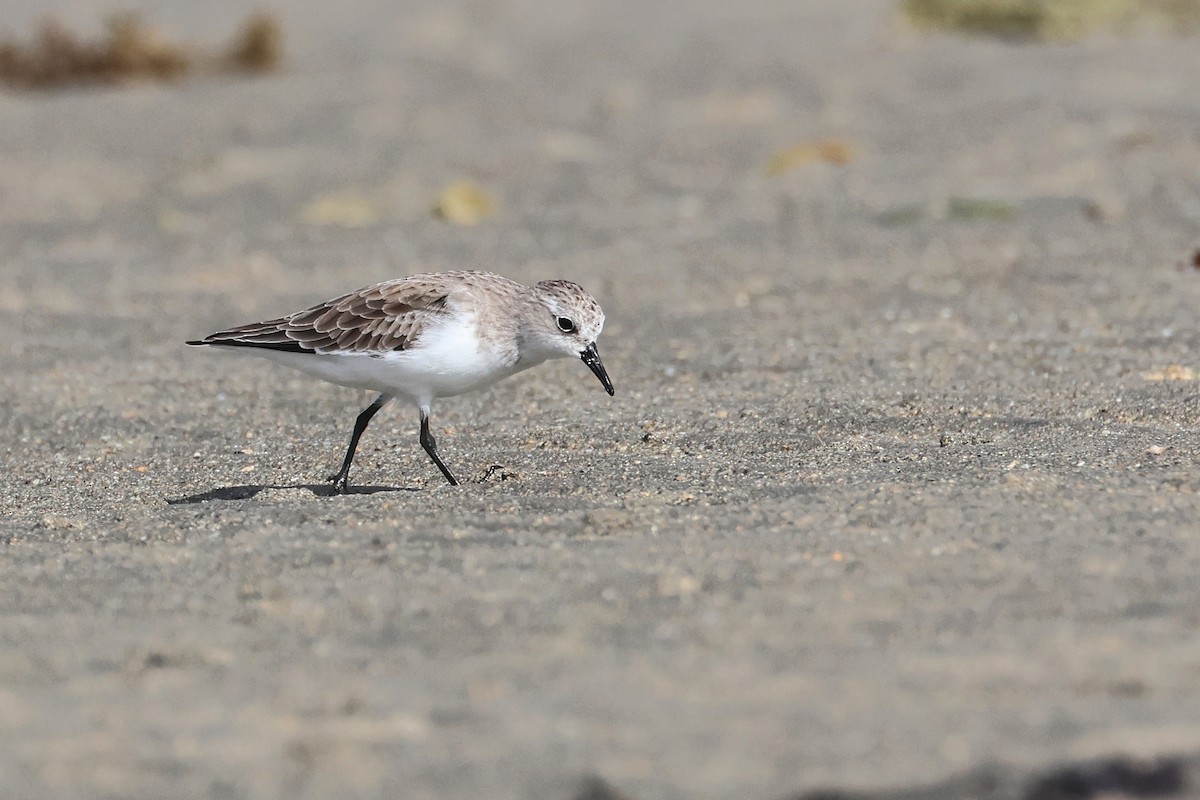 紅胸濱鷸 - ML646827134