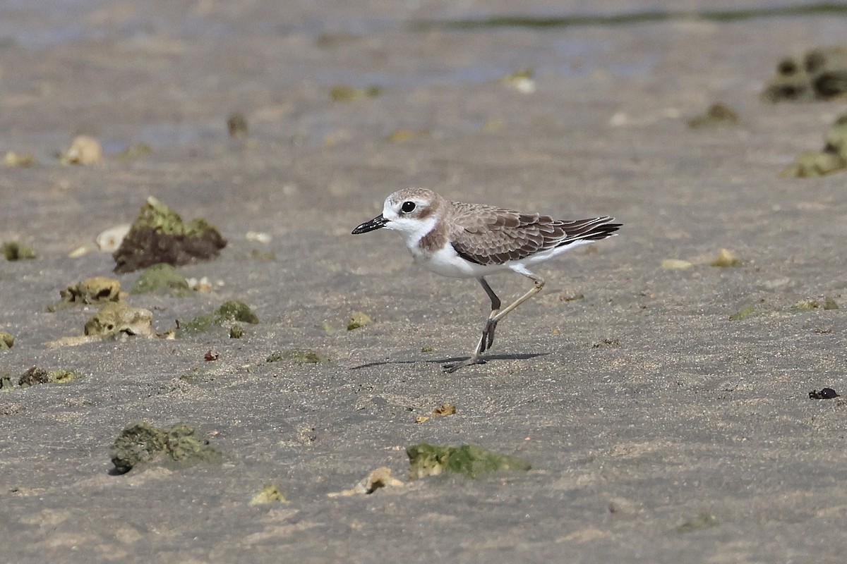 Wüstenregenpfeifer - ML646827136