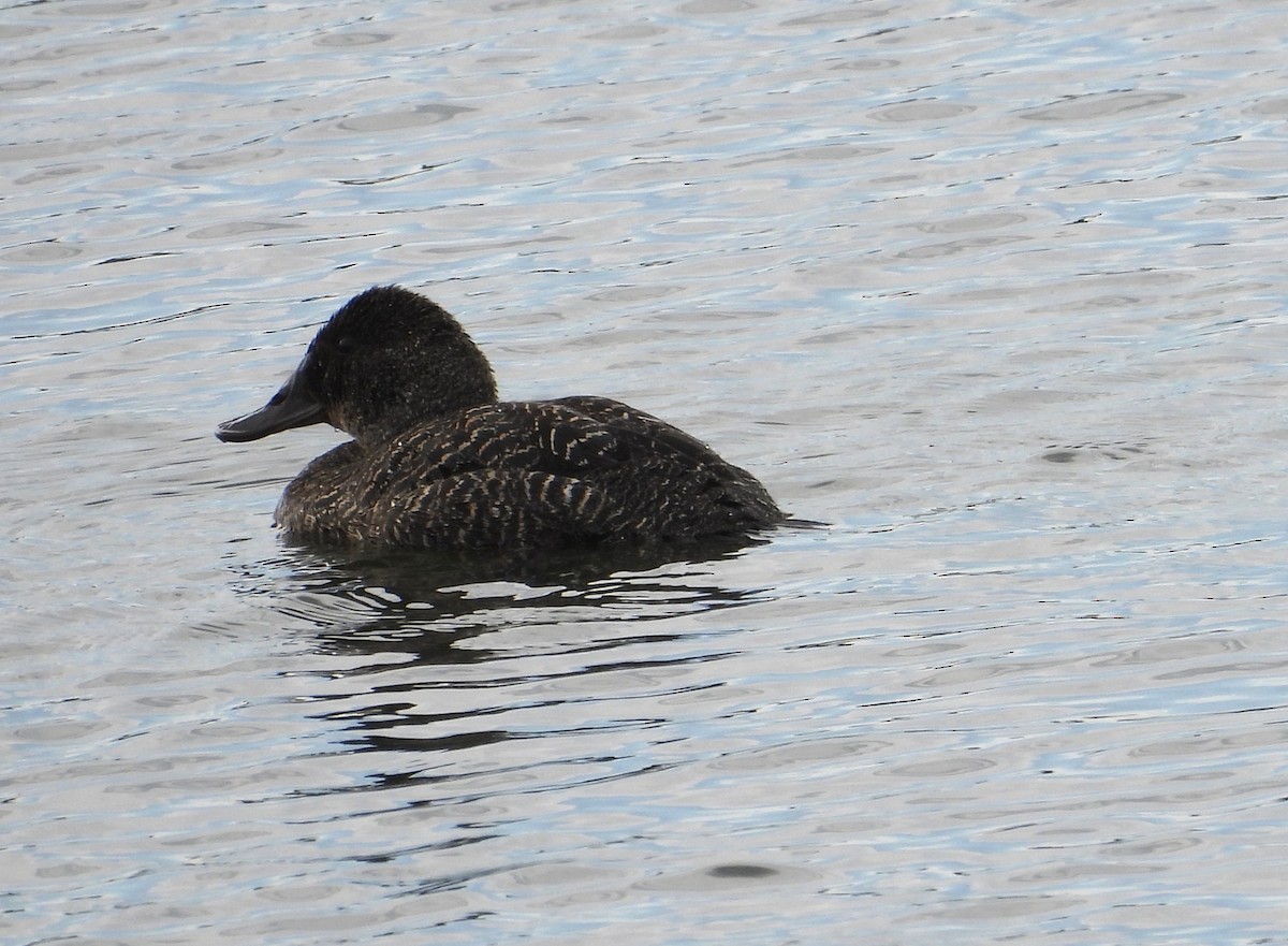 オーストラリアオタテガモ - ML646827137