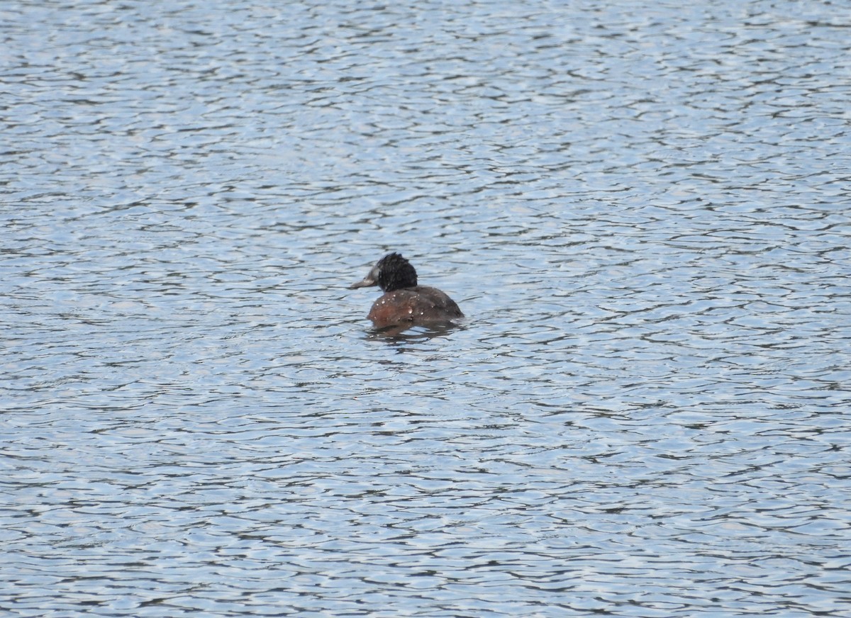 オーストラリアオタテガモ - ML646827138