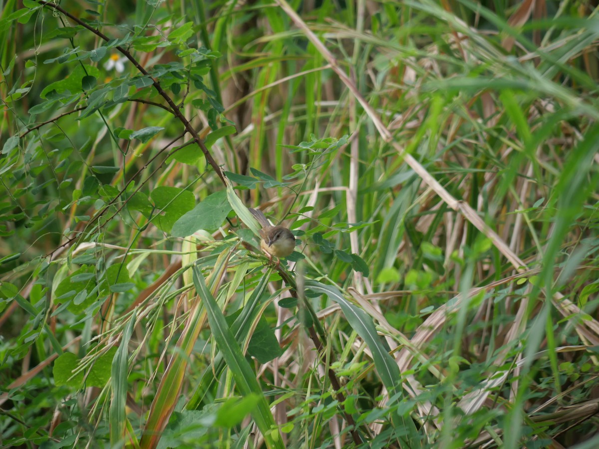 Plain Prinia - ML646827139