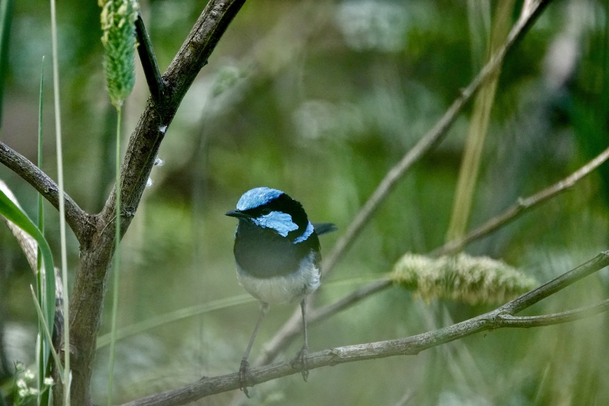 modropláštník nádherný - ML646827140