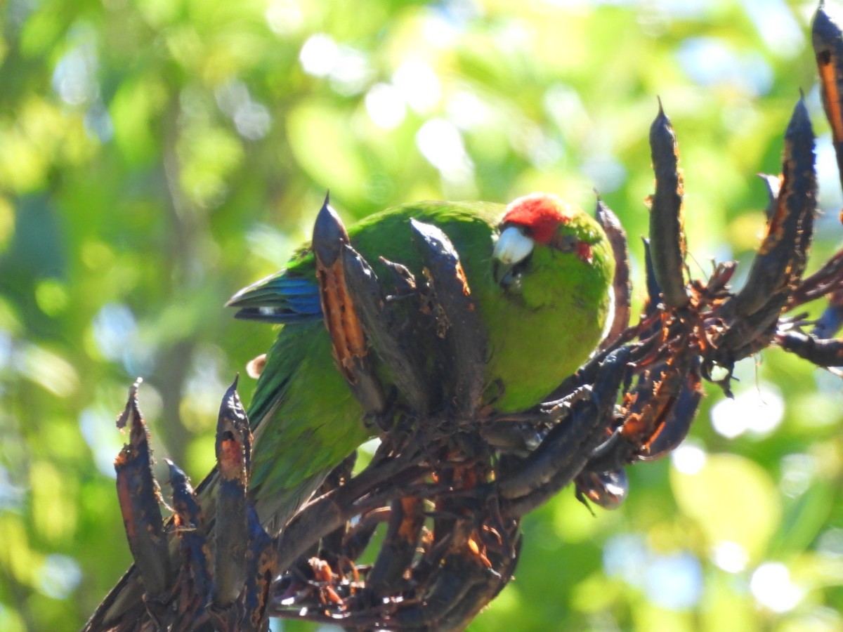 Red-crowned Parakeet - ML646827141