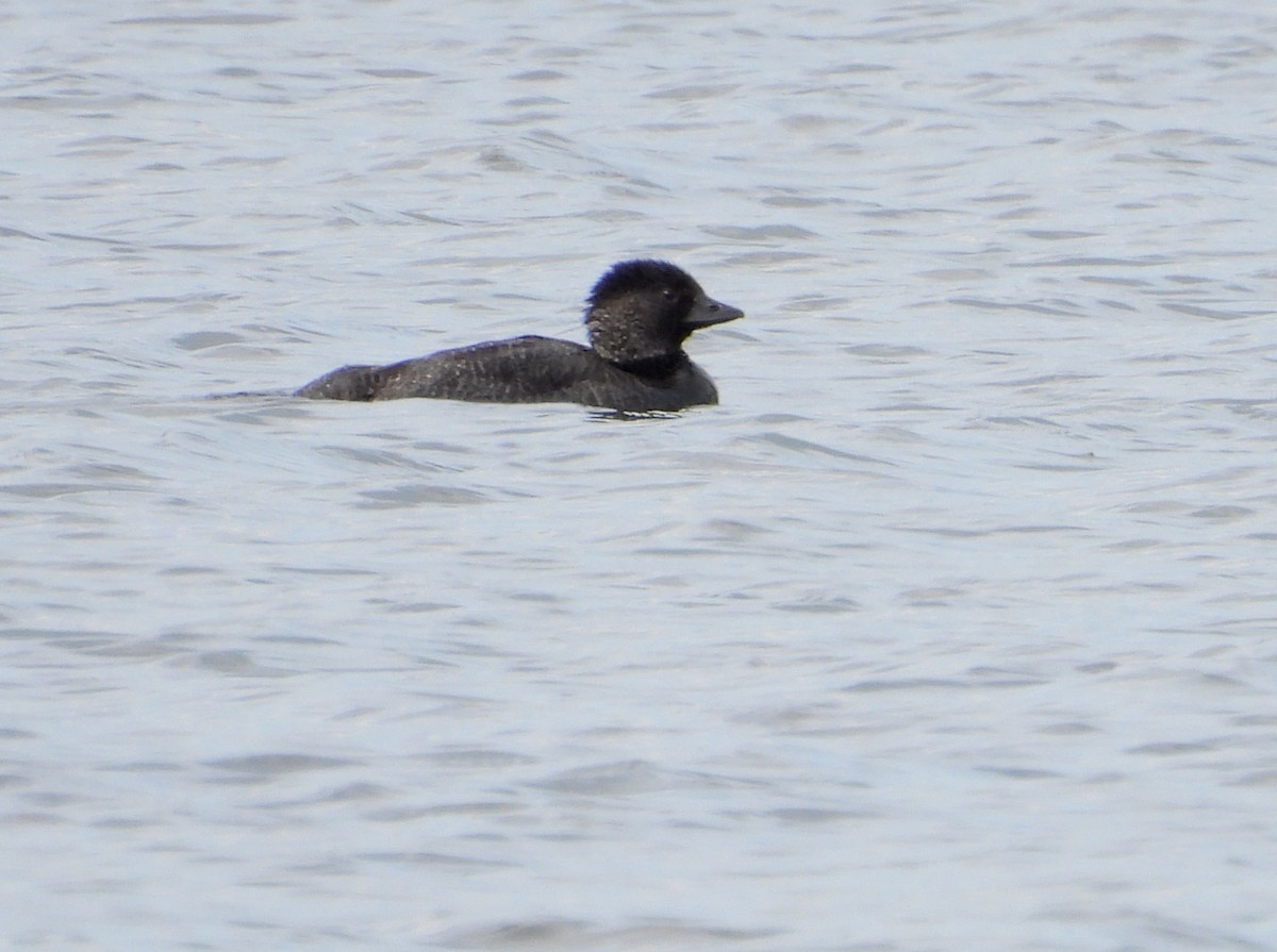 ニオイガモ - ML646827142