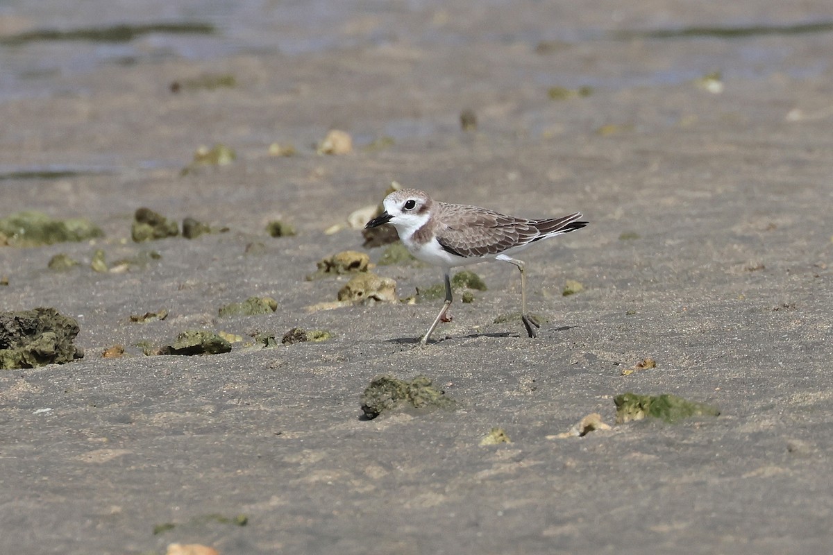 Wüstenregenpfeifer - ML646827144