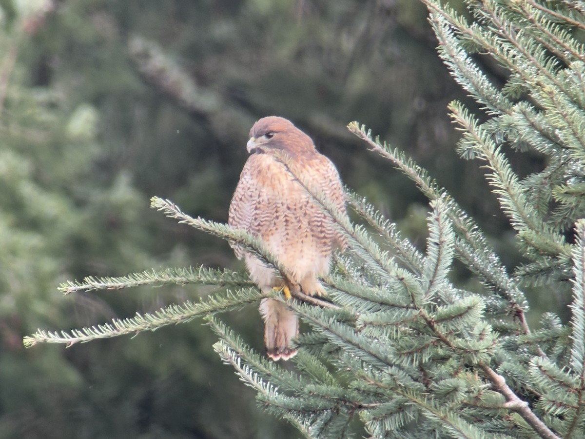 アカオノスリ - ML646827150