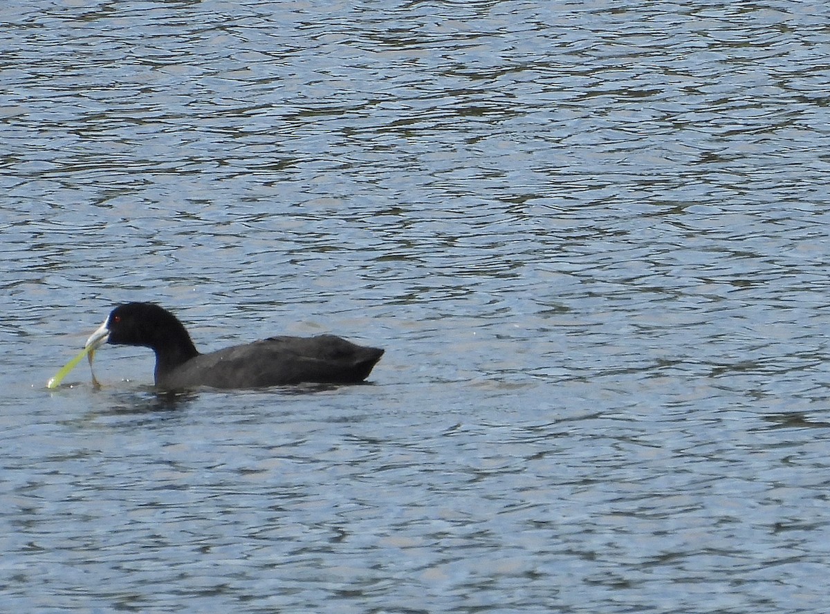 オオバン - ML646827151