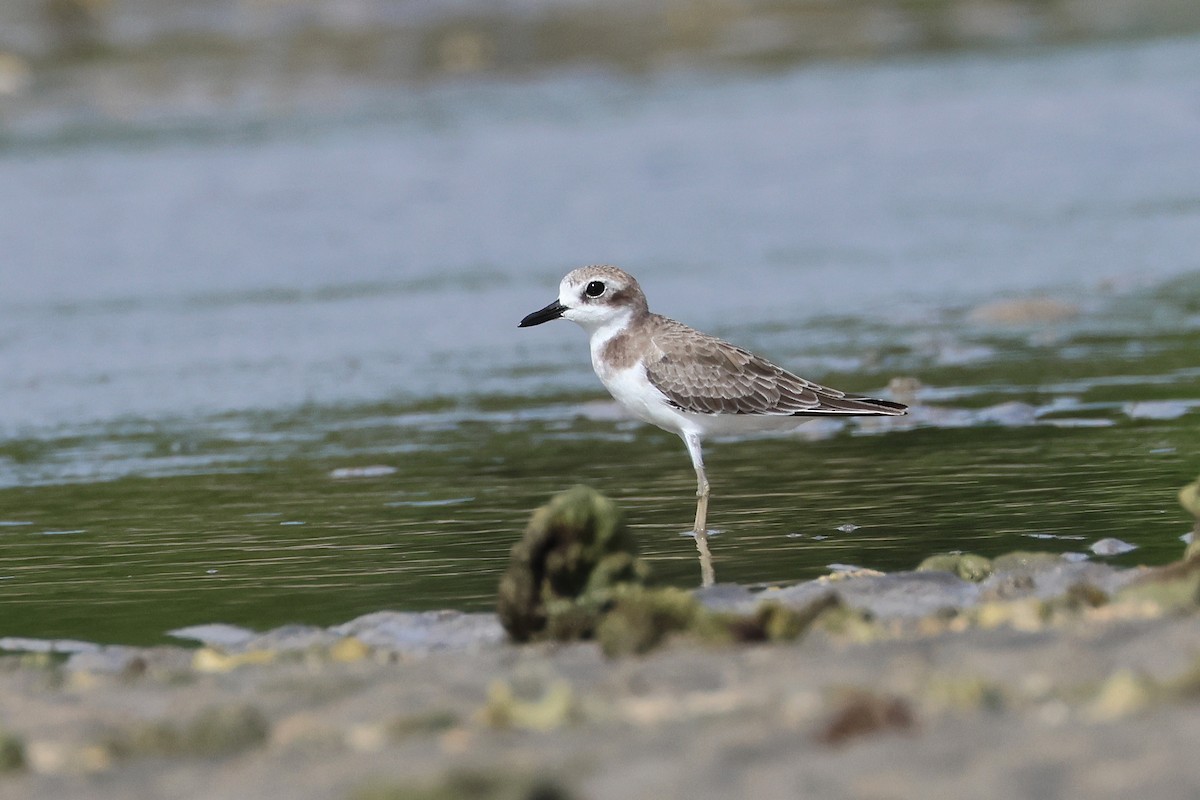 Wüstenregenpfeifer - ML646827152