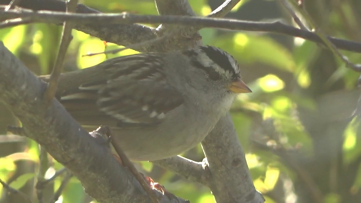 White-crowned Sparrow - ML646827153