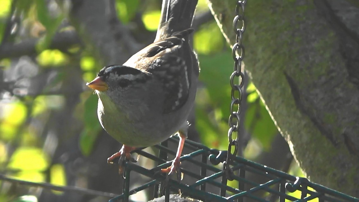 White-crowned Sparrow - ML646827154