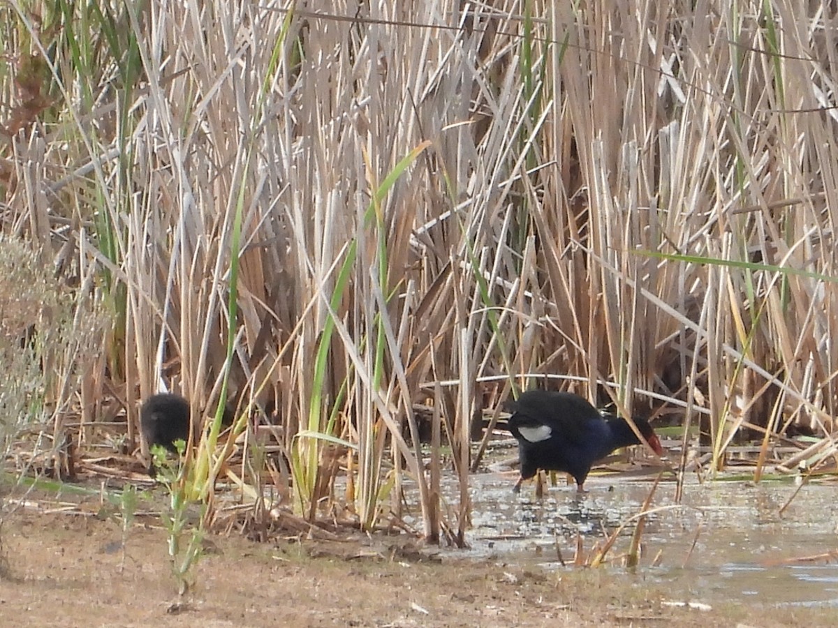 オーストラリアセイケイ - ML646827156