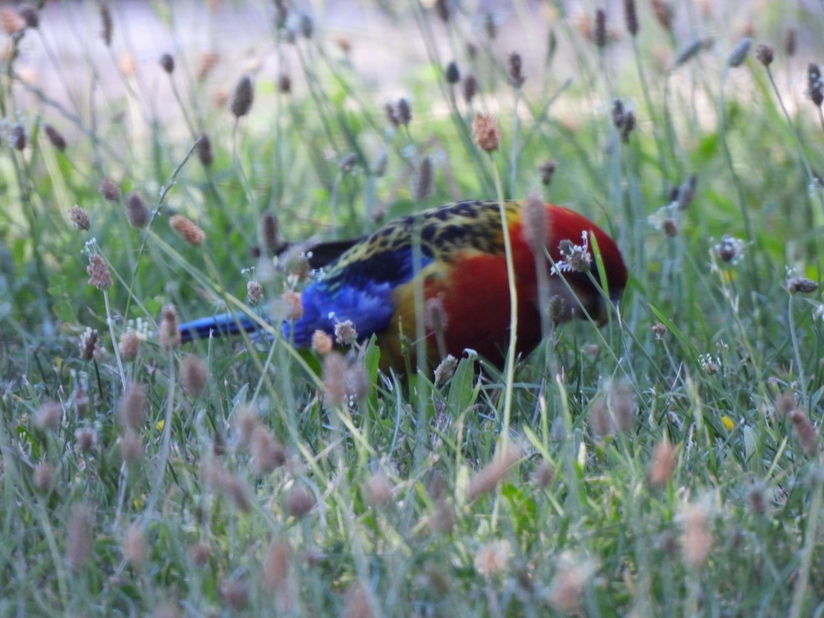 Eastern Rosella - ML646827159
