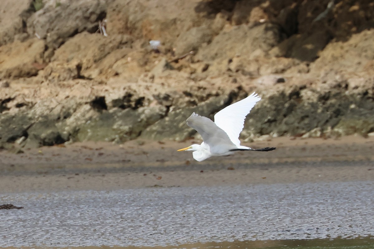 Great Egret (modesta) - ML646827160