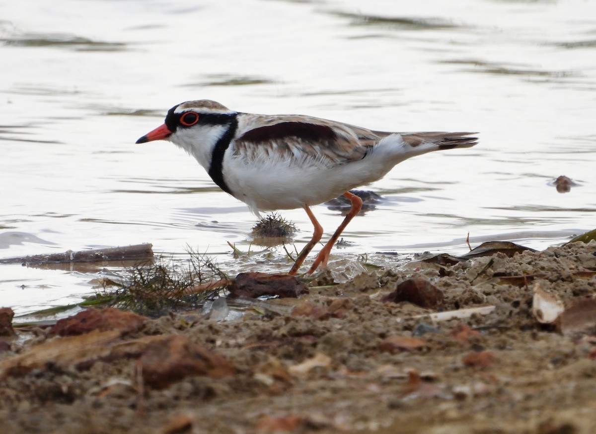 カタアカチドリ - ML646827161