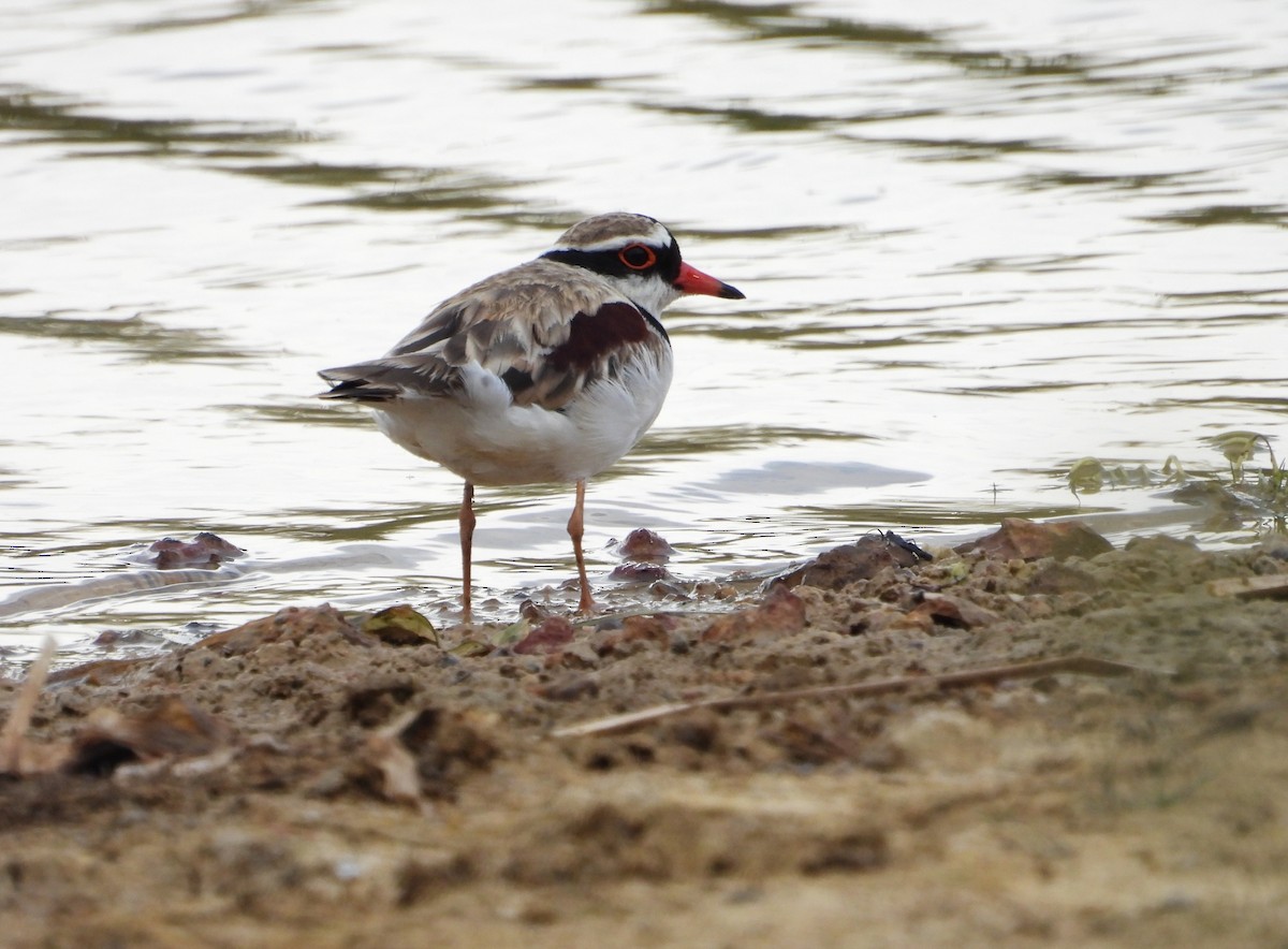 カタアカチドリ - ML646827162