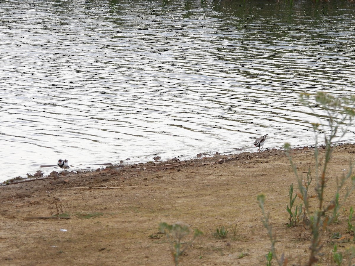 カタアカチドリ - ML646827163