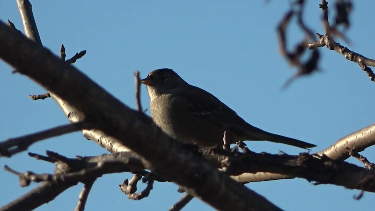 Golden-crowned Sparrow - ML646827164