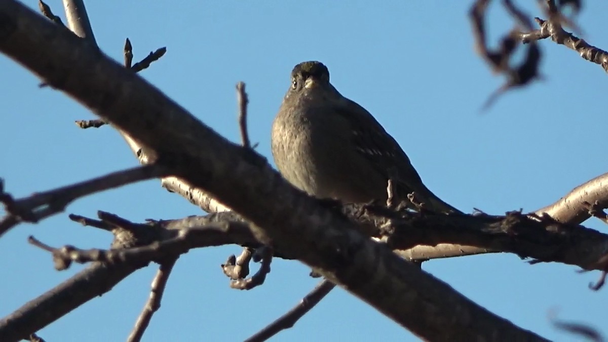 Golden-crowned Sparrow - ML646827165